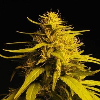 Amnesia Haze (Nirvana) feminizovan&aacute;