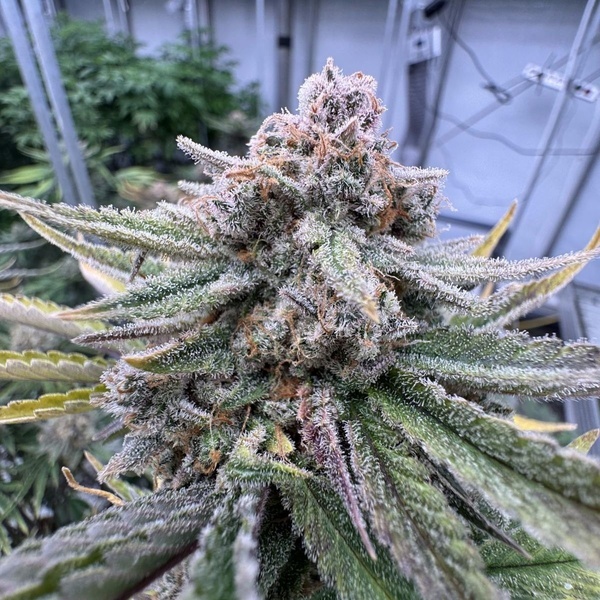 Cherry Cola Auto RF3 (FastBuds) feminizovaná