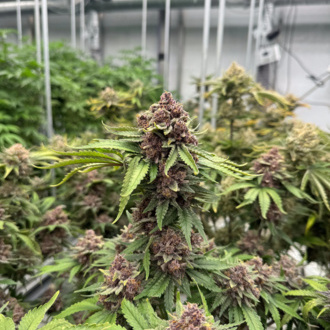 Cherry Cola Auto RF3 (FastBuds) feminizovaná
