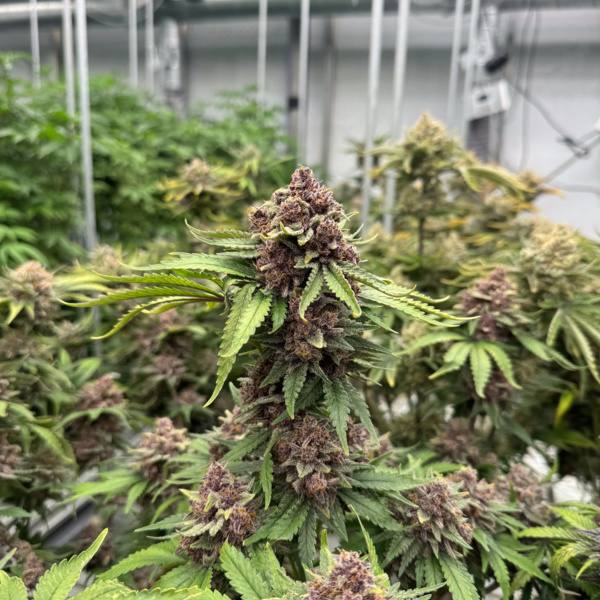 Cherry Cola Auto RF3 (FastBuds) feminizovaná