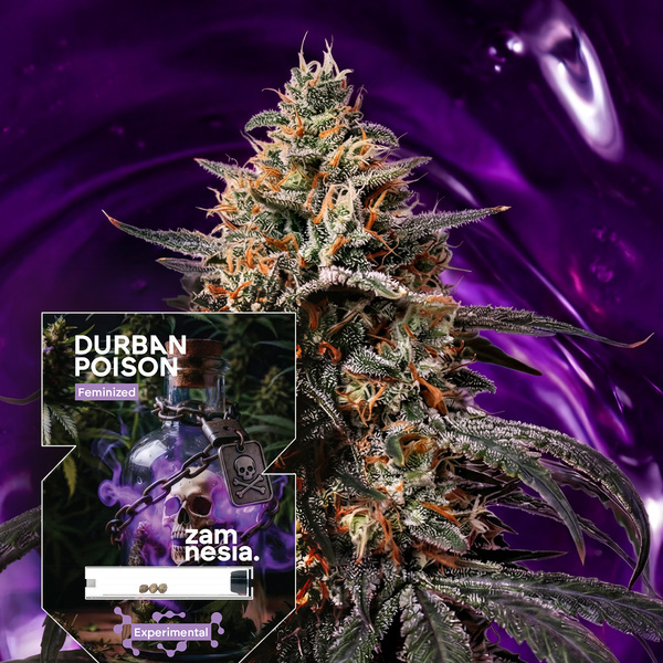 Durban Poison (Zamnesia Seeds) feminizovaná
