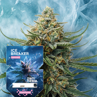 Ice Breaker (Zamnesia Seeds) feminizovan&aacute;