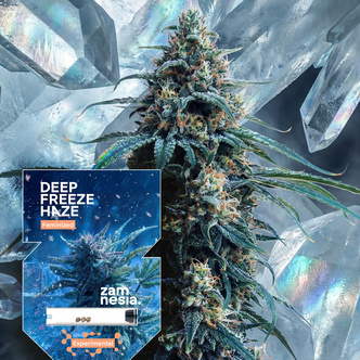 Deep Freeze Haze (Zamnesia Seeds) feminizovan&aacute;