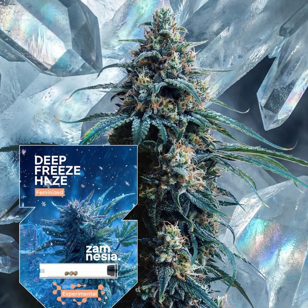 Deep Freeze Haze (Zamnesia Seeds) feminizovaná