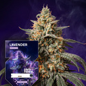 Lavender Auto (Zamnesia Seeds) feminizovaná