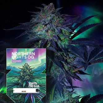 Northern Lights OG Auto (Zamnesia Seeds) feminized