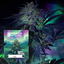 Northern Lights OG Auto (Zamnesia Seeds) feminized