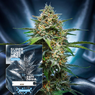 Super Silver Haze Auto (Zamnesia Seeds) feminized