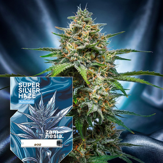 Super Silver Haze Auto (Zamnesia Seeds) feminized