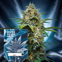 Super Silver Haze Auto (Zamnesia Seeds) feminized