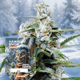 Hawaiian Snow Auto (Zamnesia Seeds) feminizovan&aacute;