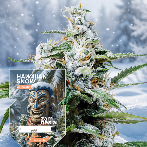 Hawaiian Snow Auto (Zamnesia Seeds) feminizovaná