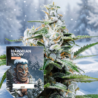 Hawaiian Snow Auto (Zamnesia Seeds) feminizovan&aacute;