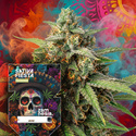 Sativa Fiesta (Zamnesia Seeds) feminizovaná