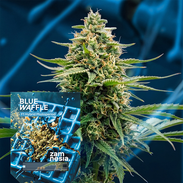Blue Waffle F1 (Zamnesia Seeds) feminizovaná