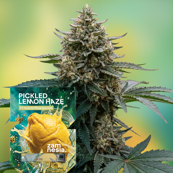 Pickled Lemon Haze F1 (Zamnesia Seeds) feminized