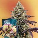 Lemon Cherry Gelato F1 (Zamnesia Seeds) feminizovaná