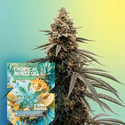 Tropical Mintz OG F1 Samonakvétací (Zamnesia Seeds) Feminizovaná