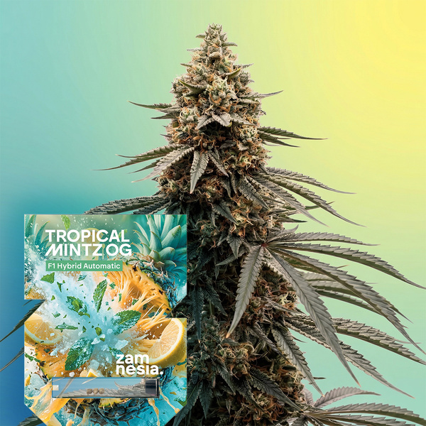 Tropical Mintz OG F1 Samonakvétací (Zamnesia Seeds) feminized