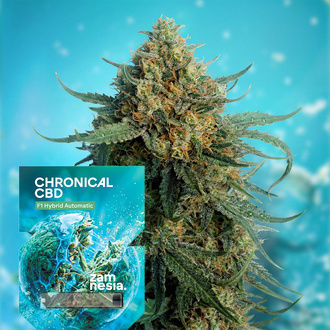 Chronical CBD F1 Samonakv&eacute;tac&iacute; (Zamnesia Seeds) feminized