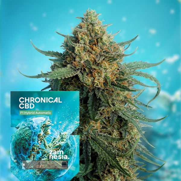 Chronical CBD F1 Samonakvétací (Zamnesia Seeds) feminized