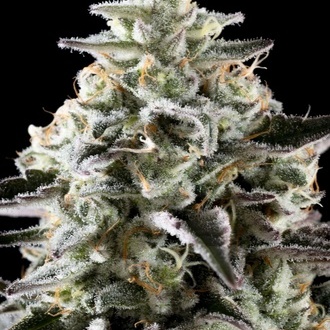 Mexick&aacute; sativa (Kannabia) feminizovan&aacute;
