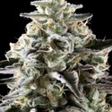 Mexická sativa (Kannabia) feminizovaná