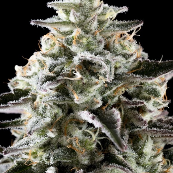 Mexická sativa (Kannabia) feminizovaná