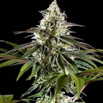 Mexická sativa (Kannabia) feminizovaná