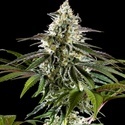 Mexická sativa (Kannabia) feminizovaná