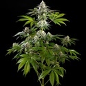 Mexická sativa (Kannabia) feminizovaná