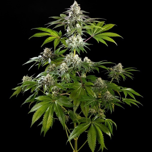 Mexická sativa (Kannabia) feminizovaná