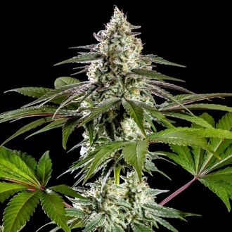 Mexická sativa (Kannabia) feminizovaná