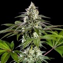 Mexická sativa (Kannabia) feminizovaná