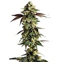 Blue Zushi (Growers Choice) feminizovaná