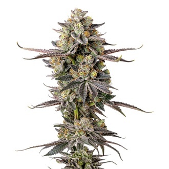 Double Donny Burger (Growers Choice) feminizovan&aacute;
