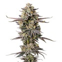 Double Donny Burger (Growers Choice) feminizovaná