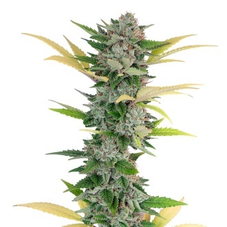 Gello Z (Growers Choice) feminizovan&aacute;