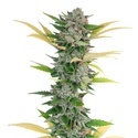 Gello Z (Growers Choice) feminizovaná