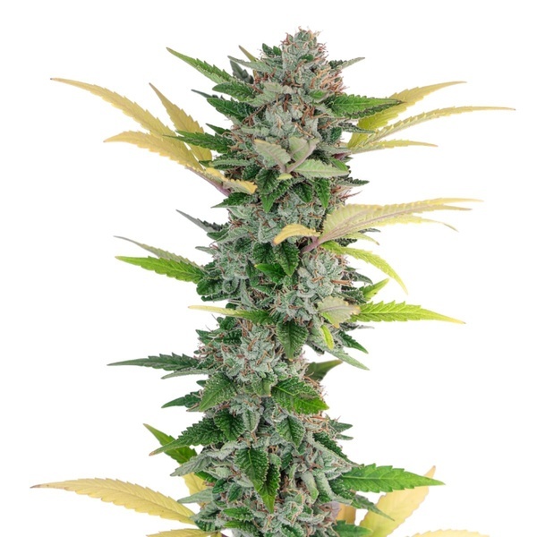 Gello Z (Growers Choice) feminizovaná