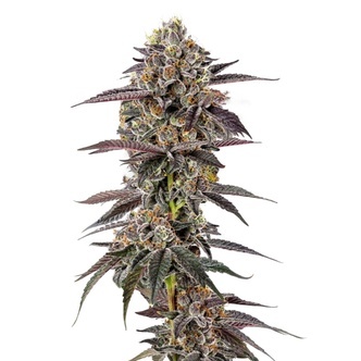 Lemon Cherry Mochi (Growers Choice) feminizovan&aacute;