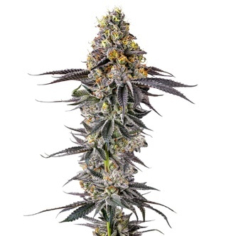 Lobster Butter (Growers Choice) feminized