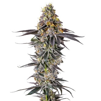 Lobster Butter (Growers Choice) feminizovan&aacute;