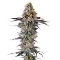 Lobster Butter (Growers Choice) feminizovaná