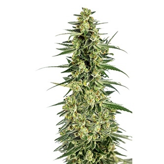 Permanent Whitemarker (Growers Choice) feminized