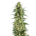 Permanent Whitemarker (Growers Choice) Feminizovaná