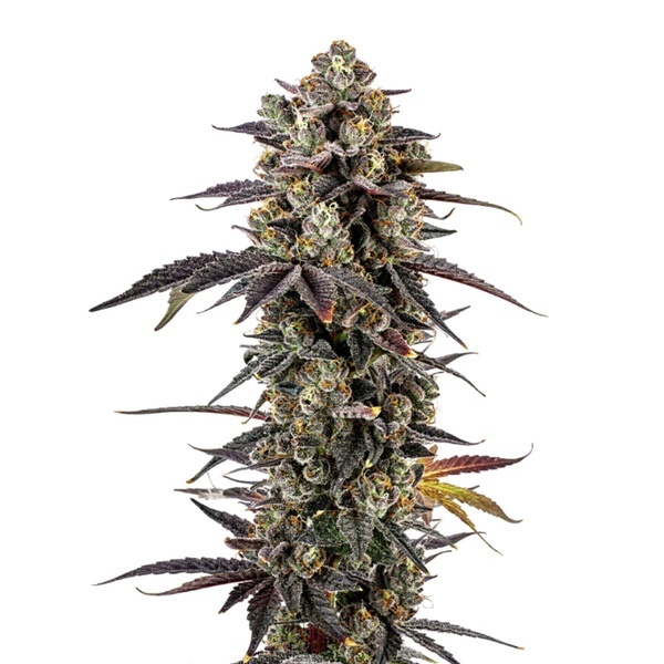 Pink Glitterbomb (Growers Choice) feminizovaná