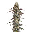 Platinum Mimosa Cookies (Growers Choice) feminizovaná