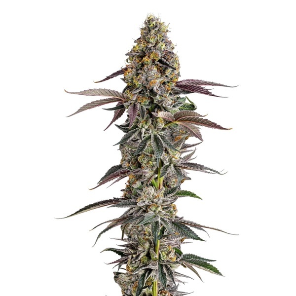 Platinum Mimosa Cookies (Growers Choice) feminizovaná