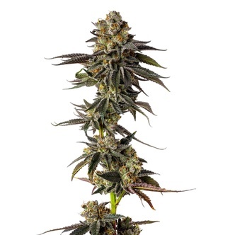 Toad Venum (Growers Choice) feminizovan&aacute;